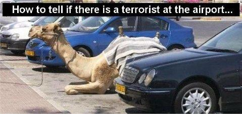 parked camel